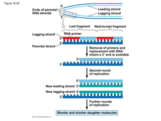 Figure 16.20
Ends of parental
DNA strands
Leading strand
Lagging strand
Last fragment Next-to-last fragment
Lagging strand RNA primer
Parental strand
Removal of primers and
replacement with DNA
where a 3′ end is available
Second round
of replication
Further rounds
of replication
New leading strand
New lagging strand
Shorter and shorter daughter molecules
3′
3′
3′
3′
3′
5′
5′
5′
5′
5′
 