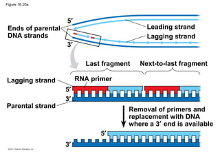 Figure 16.20a
Ends of parental
DNA strands
Leading strand
Lagging strand
Last fragment Next-to-last fragment
Lagging strand RNA primer
Parental strand
Removal of primers and
replacement with DNA
where a 3′ end is available
3′
3′
3′
5′
5′
5′
 