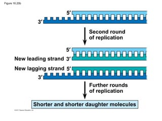 Figure 16.20b
Second round
of replication
Further rounds
of replication
New leading strand
New lagging strand
Shorter and shorter daughter molecules
3′
3′
3′
5′
5′
5′
 