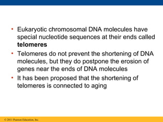 • Eukaryotic chromosomal DNA molecules have
special nucleotide sequences at their ends called
telomeres
• Telomeres do not prevent the shortening of DNA
molecules, but they do postpone the erosion of
genes near the ends of DNA molecules
• It has been proposed that the shortening of
telomeres is connected to aging
© 2011 Pearson Education, Inc.
 