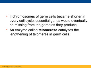 • If chromosomes of germ cells became shorter in
every cell cycle, essential genes would eventually
be missing from the gametes they produce
• An enzyme called telomerase catalyzes the
lengthening of telomeres in germ cells
© 2011 Pearson Education, Inc.
 