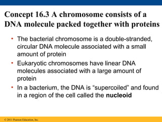 Concept 16.3 A chromosome consists of a
DNA molecule packed together with proteins
• The bacterial chromosome is a double-stranded,
circular DNA molecule associated with a small
amount of protein
• Eukaryotic chromosomes have linear DNA
molecules associated with a large amount of
protein
• In a bacterium, the DNA is “supercoiled” and found
in a region of the cell called the nucleoid
© 2011 Pearson Education, Inc.
 
