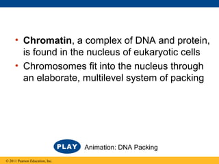 • Chromatin, a complex of DNA and protein,
is found in the nucleus of eukaryotic cells
• Chromosomes fit into the nucleus through
an elaborate, multilevel system of packing
© 2011 Pearson Education, Inc.
Animation: DNA Packing
 