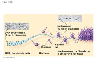 Figure 16.22a
DNA double helix
(2 nm in diameter)
DNA, the double helix
Nucleosome
(10 nm in diameter)
Histones
Histones
Histone
tail
H1
Nucleosomes, or “beads on
a string” (10-nm fiber)
 