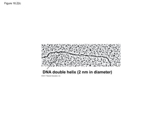 Figure 16.22c
DNA double helix (2 nm in diameter)
 