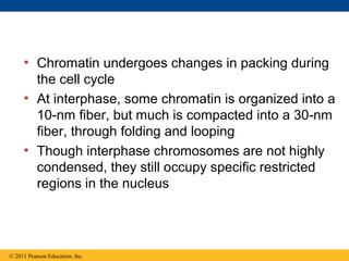 • Chromatin undergoes changes in packing during
the cell cycle
• At interphase, some chromatin is organized into a
10-nm fiber, but much is compacted into a 30-nm
fiber, through folding and looping
• Though interphase chromosomes are not highly
condensed, they still occupy specific restricted
regions in the nucleus
© 2011 Pearson Education, Inc.
 