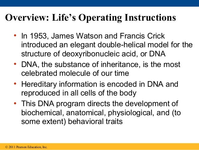 Ch 16 The Molecular Basis Of Inheritance