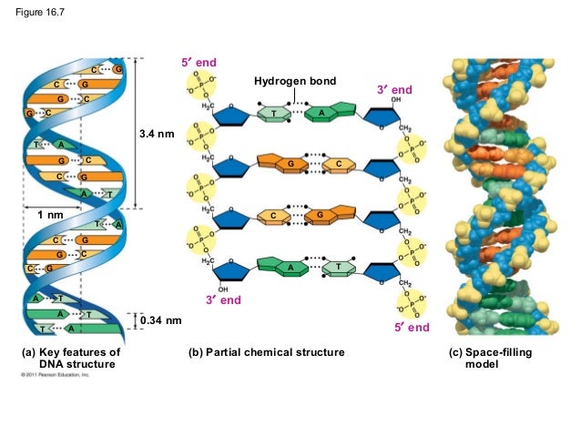 Ch 16: The Molecular Basis of Inheritance