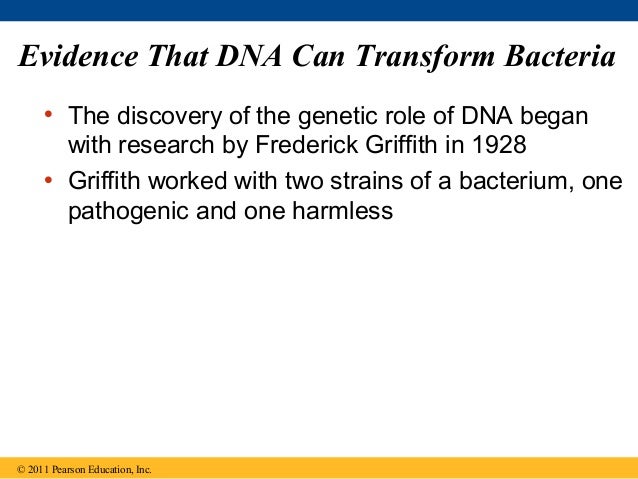 Ch 16 The Molecular Basis Of Inheritance