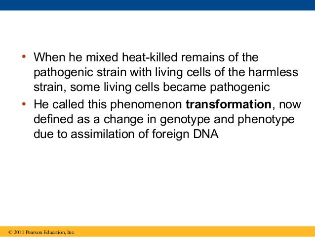 Ch 16 The Molecular Basis Of Inheritance