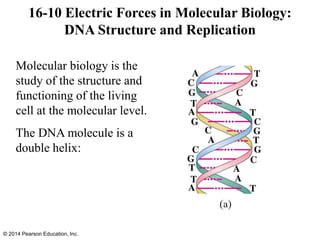 Molecular biology is the
study of the structure and
functioning of the living
cell at the molecular level.
The DNA molecule is a
double helix:
16-10 Electric Forces in Molecular Biology:
DNA Structure and Replication
© 2014 Pearson Education, Inc.
 
