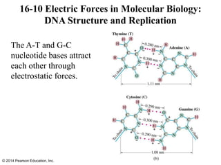 The A-T and G-C
nucleotide bases attract
each other through
electrostatic forces.
16-10 Electric Forces in Molecular Biology:
DNA Structure and Replication
© 2014 Pearson Education, Inc.
 