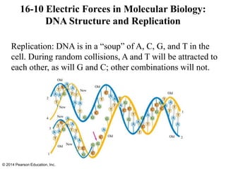Replication: DNA is in a “soup” of A, C, G, and T in the
cell. During random collisions, A and T will be attracted to
each other, as will G and C; other combinations will not.
16-10 Electric Forces in Molecular Biology:
DNA Structure and Replication
© 2014 Pearson Education, Inc.
 