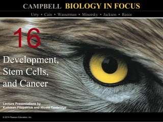 CAMPBELL BIOLOGY IN FOCUS
© 2014 Pearson Education, Inc.
Urry • Cain • Wasserman • Minorsky • Jackson • Reece
Lecture Presentations by
Kathleen Fitzpatrick and Nicole Tunbridge
16
Development,
Stem Cells,
and Cancer
 