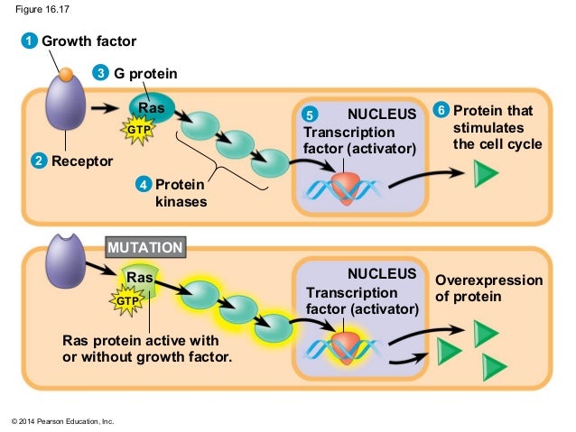 Biology In Focus Chapter 16