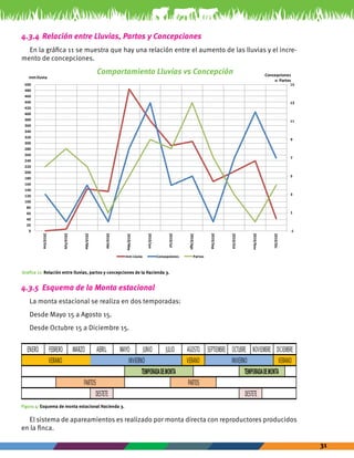 31 
4.3.4 Relación entre Lluvias, Partos y Concepciones 
En la gráfica 11 se muestra que hay una relación entre el aumento de las lluvias y el incre-mento 
de concepciones. 
Comportamiento Lluvias vs Concepción 
mm lluvia Concepciones 
15 
13 
11 
9 
7 
5 
3 
1 
-1 
500 
480 
460 
440 
420 
400 
380 
360 
340 
320 
300 
280 
260 
240 
220 
200 
180 
160 
140 
120 
100 
80 
60 
40 
20 
0 
2010/Ene 
2010/Feb 
2010/Mar 
2010/Abr 
2010/May 
2010/Jun 
2010/Jul 
2010/Ago 
2010/Sep 
2010/Oct 
2010/Nov 
2010/Dic 
mm Lluvia Concepciones Partos 
o Partos 
Grafica 11: Relación entre lluvias, partos y concepciones de la Hacienda 3. 
4.3.5 Esquema de la Monta estacional 
La monta estacional se realiza en dos temporadas: 
Desde Mayo 15 a Agosto 15. 
Desde Octubre 15 a Diciembre 15. 
JULIO AGOSTO SEPTIEMBRE OCTUBRE ENERO FEBRERO MARZO ABRIL MAYO JUNIO NOVIEMBRE DICIEMBRE 
VERANO INVIERNO VERANO INVIERNO VERANO 
TEMPORADA DE MONTA TEMPORADA DE MONTA 
PARTOS PARTOS 
DESTETE DESTETE 
Figura 4: Esquema de monta estacional Hacienda 3. 
El sistema de apareamientos es realizado por monta directa con reproductores producidos 
en la finca. 
 