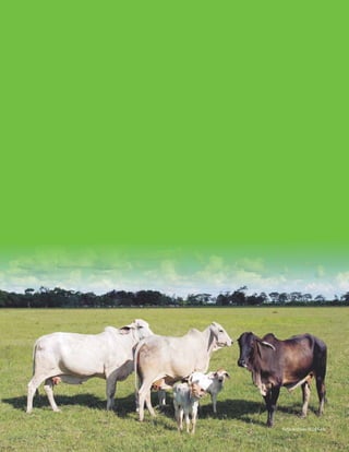 Foto Archivo FEDEGAN 
 