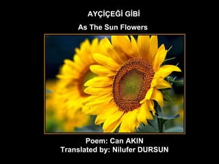 AYÇİÇEĞİ GİBİ As The Sun Flowers   Poem: Can AKIN  Translated by: Nilufer DURSUN  
