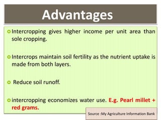 Advantages
Intercropping gives higher income per unit area than
sole cropping.
Intercrops maintain soil fertility as the nutrient uptake is
made from both layers.
 Reduce soil runoff.
intercropping economizes water use. E.g. Pearl millet +
red grams.
Source :My Agriculture Information Bank
 