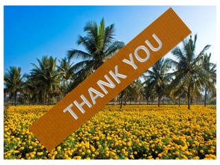 Intercropping system in BT cotton