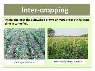 Inter-cropping
Intercropping is the cultivation of two or more crops at the same
time in same field
Cabbages and Onion SORGHUM AND PIGEON PEA
 