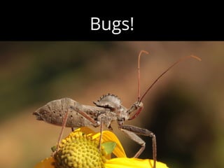 Bugs!
 