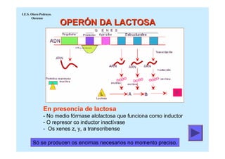 I.E.S. Otero Pedrayo.
       Ourense
                        OPERÓN DA LACTOSA




               En presencia de lactosa
               - No medio fórmase alolactosa que funciona como inductor
               - O represor co inductor inactívase
               - Os xenes z, y, a transcríbense

       Só se producen os encimas necesarios no momento preciso.
 