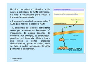 Un dos mecanismos utilizados actúa
sobre a actividade da ARN polimerasa,
na que a capacidade para iniciar a
transcrición depende de:
- A separación das histonas asociadas ó
ADN, para facilitar o acceso ó ADN.
- A existencia de factores activadores
como por exemplo as hormonas. O
mecanismo de acción depende da
hormona. Por exemplo, as esteroideas,
penetran no interior da célula e tras a
súa     unión    a    certas  proteínas
citoplasmáticas, pasan ó núcleo, onde
se fixan a certas secuencias de ADN
permitindo a transcrición.



I.E.S. Otero Pedrayo.
       Ourense
 