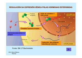 REGULACIÓN DA EXPRESIÓN XÉNICA POLAS HORMONAS ESTEROIDEAS


                                                    Unión do complexo ó
                                                    ADN celular




                        Complexo hormona-receptor


Hormonas esteroideas no
sangue




                                                     Traducción das proteínas
                                                     inducidas por esteroies


       Fonte: SM. 2º Bacharelato

I.E.S. Otero Pedrayo.
       Ourense
 
