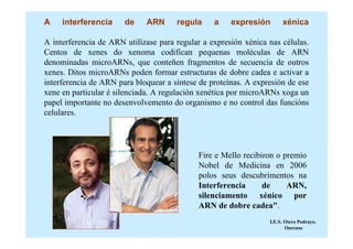 A    interferencia     de    ARN      regula     a    expresión       xénica

A interferencia de ARN utilízase para regular a expresión xénica nas células.
Centos de xenes do xenoma codifican pequenas moléculas de ARN
denominadas microARNs, que conteñen fragmentos de secuencia de outros
xenes. Ditos microARNs poden formar estructuras de dobre cadea e activar a
interferencia de ARN para bloquear a síntese de proteínas. A expresión de ese
xene en particular é silenciada. A regulación xenética por microARNs xoga un
papel importante no desenvolvemento do organismo e no control das funcións
celulares.




                                            Fire e Mello recibiron o premio
                                            Nobel de Medicina en 2006
                                            polos seus descubrimentos na
                                            Interferencia      de     ARN,
                                            silenciamento xénico por
                                            ARN de dobre cadea".
                                                                 I.E.S. Otero Pedrayo.
                                                                        Ourense
 