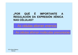 ¿POR   QUÉ   É  IMPORTANTE   A
          REGULACIÓN DA EXPRESIÓN XÉNICA
          NAS CÉLULAS?

             - As células aforran enerxía
           - As células aforran moléculas precursoras




I.E.S. Otero Pedrayo.
       Ourense
 