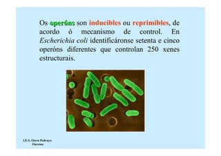 Os operóns son inducibles ou reprimibles, de
           acordo ó mecanismo de control. En
           Escherichia coli identificáronse setenta e cinco
           operóns diferentes que controlan 250 xenes
           estructurais.




I.E.S. Otero Pedrayo.
       Ourense
 