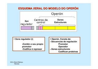ESQUEMA XERAL DO MODELO DO OPERÓN



                                                 Xenes
                        Xen
                                              Estructurais




        Xene regulador (i)                  Operón. Consta de:
                                          - Secuencias de regulación
                   -Contén o seu propio           Promotor
                   promotor                       Operador
                   -Codifica ó represor   - Xenes estructurais
                                                  Codifican proteínas



I.E.S. Otero Pedrayo.
       Ourense
 