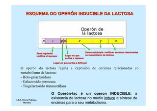 ESQUEMA DO OPERÓN INDUCIBLE DA LACTOSA




                    Xene regulador                                 Xenes estuturais: codifican encimas relacionadas
                                                                         estuturais:
                    codifica ol represor      Lugar no que         co metabolismo da lactosa
                                              se fixa o represor

                                    Lugar no que se fixa a ARN-pol
                                                           ARN-

    O operón da lactosa regula a expresión de encimas relacionadas co
    metabolismo da lactosa:
    - Beta-galactosidasa
    - Galactosido permeasa
    - Tiogalactosido transacetilasa

                                  O Operón-lac é un operon INDUCIBLE: a
I.E.S. Otero Pedrayo.
                                  existencia de lactosa no medio induce a síntese de
       Ourense                    encimas para o seu metabolismo.
 