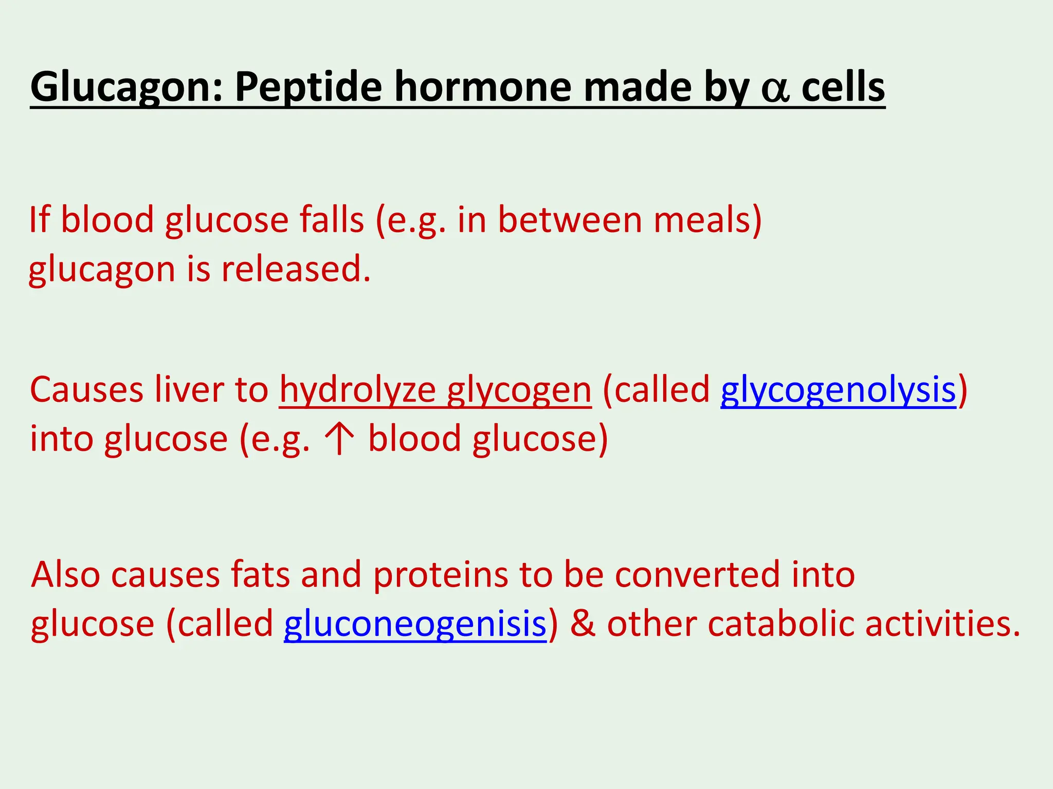 PANCREAS ANATOMY AND PHYSIOLOGY PPT PDF visual data 8