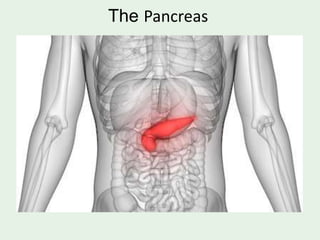 PANCREAS ANATOMY AND PHYSIOLOGY PPT PDF visual data 5