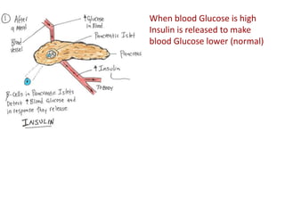 #16 Pancreas Physiology presentation ppt | PPT