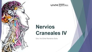 Nervios
Craneales IV
Dra. Iris Ethel Rentería Solís

 