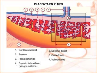 1. Cordón umbilical
2. Amnios
3. Placa coriónica
4. Espacio intervelloso
(sangre materna)
5. Decidua basal
6. Cotiledones
7. Vellosidades
PLACENTA EN 4° MES
 