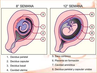 1. Decidua parietal
2. Decidua capsular
3. Decidua basal
4. Cavidad uterina
5. Saco coriónico
6. Placenta en formación
7. Cavidad amniótica
8. Decidua parietal y capsular unidas
8° SEMANA 12° SEMANA
 