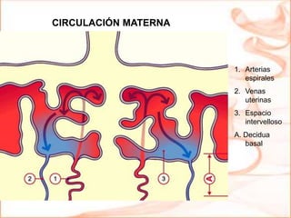 1. Arterias
espirales
2. Venas
uterinas
3. Espacio
intervelloso
A. Decidua
basal
CIRCULACIÓN MATERNA
 