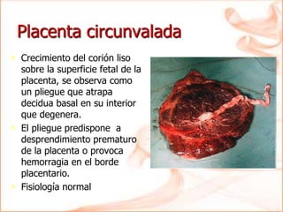 Placenta circunvalada
• Crecimiento del corión liso
sobre la superficie fetal de la
placenta, se observa como
un pliegue que atrapa
decidua basal en su interior
que degenera.
• El pliegue predispone a
desprendimiento prematuro
de la placenta o provoca
hemorragia en el borde
placentario.
• Fisiología normal
 