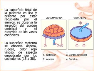 • La superficie fetal de
la placenta es lisa y
brillante por estar
recubierta por el
amnios, se observa la
inserción del cordón
umbilical y el
recorrido de los vasos
coriónicos.
• La superficie materna
se observa áspera,
rugosa, color rojo
vinoso, de aspecto
empedrado por los
cotiledones (15 a 38).
1. Cotiledón
2. Amnios
3. Cordón Umbilical
4. Decidua
VISTA MATERNA VISTA FETAL
 