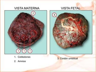 1. Cotiledones
2. Amnios
VISTA MATERNA VISTA FETAL
3. Cordón umbilical
 