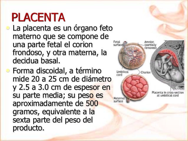 PLACENTA