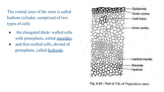 The central zone of the stem is called
hadrom cylinder, comprised of two
types of cells:
● the elongated thick- walled cells
with protoplasts, called stereides,
● and thin-walled cells, devoid of
protoplasts, called hydroids.
 