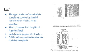 Leaf
● The upper surface of the midrib is
completely covered by parallel
vertical plates of cells, called
lamellae .
● This is comparable to the gills of
Agaricus fungi.
● Each lamella consists of 4-8 cells .
● All the cells, except the terminal one
contain chloroplasts.
 