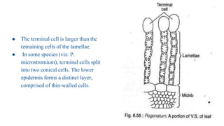 ● The terminal cell is larger than the
remaining cells of the lamellae.
● In some species (viz. P.
microstromium), terminal cells split
into two conical cells. The lower
epidermis forms a distinct layer,
comprised of thin-walled cells.
 