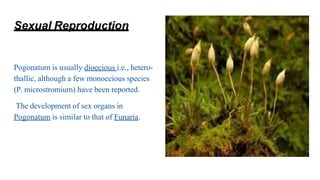 Sexual Reproduction
Pogonatum is usually dioecious i.e., hetero-
thallic, although a few monoecious species
(P. microstromium) have been reported.
The development of sex organs in
Pogonatum is similar to that of Funaria.
 