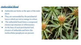 Antheridial Head:
● Antheridia are borne at the apex of the male
shoot.
● They are surrounded by the perichaetial
leaves which are red or orange in colour .
● The antheridial head forms a compound
cluster cup structure or inflorescence.
● At the base of each perichaetial leaf,
clusters of antheridia and hairs like
multicellular paraphyses are present .
 
